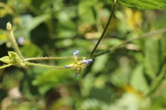Calopogonium mucunoides